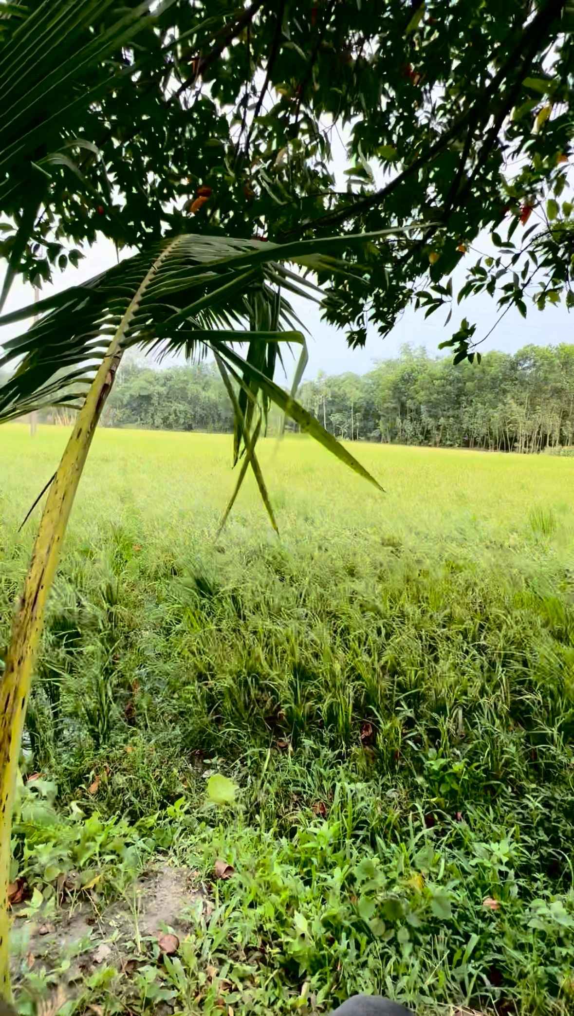 A windy afternoon in a green village